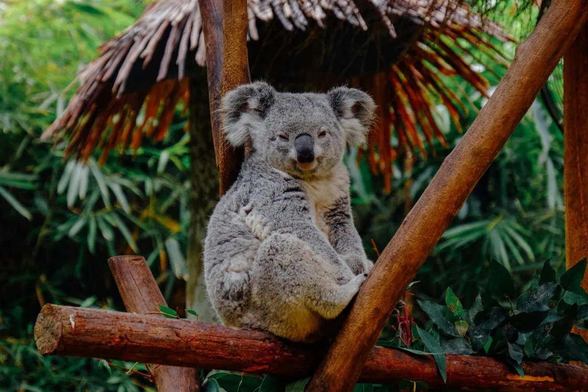 Wildlife Park Bans Koala Cuddles